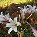 Crinum bulbispermum Jumbo, Alani Davis Crinum bulbispermum Jumbo, Alani Davis