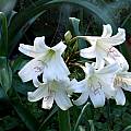 Crinum bulbispermum × C. lugardiae umbel, Alani Davis Crinum bulbispermum × C. lugardiae umbel, Alani Davis