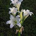 Crinum bulbispermum, Alani Davis Crinum bulbispermum, Alani Davis
