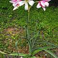 Crinum bulbispermum 'Chessboard', Randy Rick Crinum bulbispermum 'Chessboard', Randy Rick