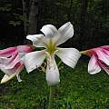 Crinum bulbispermum 'Chessboard', Randy Rick Crinum bulbispermum 'Chessboard', Randy Rick