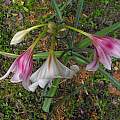 Crinum bulbispermum 'Chessboard', Randy Rick Crinum bulbispermum 'Chessboard', Randy Rick