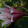 Crinum bulbispermum Jumbo red seedling, Alani Davis Crinum bulbispermum Jumbo red seedling, Alani Davis