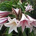 Crinum bulbispermum Sacramento, Angelo Porcelli Crinum bulbispermum Sacramento, Angelo Porcelli