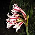 Crinum bulbispermum Sacramento, Angelo Porcelli Crinum bulbispermum Sacramento, Angelo Porcelli