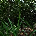 Crinum bulbispermum 'Wide Open White', Jay Yourch