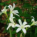 Crinum bulbispermum 'Wide Open White' umbel, Alani Davis Crinum bulbispermum 'Wide Open White' umbel, Alani Davis