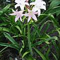 Crinum 'Wide Open White' × C. 'Emma Jones', Nestor White Crinum 'Wide Open White' × C. 'Emma Jones', Nestor White