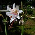 Crinum bulbispermum, Alani Davis [Shift+click to enlarge, Click to go to wiki entry]