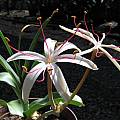Crinum buphanoides, Rogan Roth [Shift+click to enlarge, Click to go to wiki entry]