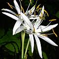 Crinum calamistratum, Alani Davis [Shift+click to enlarge, Click to go to wiki entry]