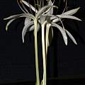 Crinum calamistratum, Alani Davis Crinum calamistratum, Alani Davis