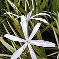 Crinum caribaeum, Alani Davis [Shift+click to enlarge, Click to go to wiki entry]