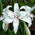 Closeup of Crinum × digweedii &#039;Gonzalez&#039;, Jay Yourch [Shift+click to enlarge, Click to go to wiki entry]