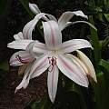 Closeup of Crinum 'Royal White', August 2007 by Jay Yourch Closeup of Crinum 'Royal White', August 2007 by Jay Yourch