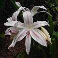 Closeup of Crinum 'Royal White', August 2007 by Jay Yourch