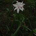 Crinum 'Royal White', Alani Davis Crinum 'Royal White', Alani Davis