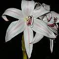Crinum &#039;Royal White&#039;, Alani Davis [Shift+click to enlarge, Click to go to wiki entry]