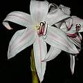 Crinum 'Royal White', Alani Davis [Shift+click to enlarge, Click to go to wiki entry]