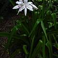 Crinum 'Royal White' blooming plant, August 2007 by Jay Yourch Crinum 'Royal White' blooming plant, August 2007 by Jay Yourch