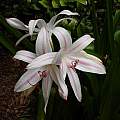 Crinum 'Royal White' umbel, August 2007 by Jay Yourch