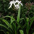 Crinum erubescens blooming plant, Jay Yourch
