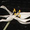 Crinum hanitrae, Dylan Hannon [Shift+click to enlarge, Click to go to wiki entry]