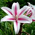 Closeup of Crinum × herbertii, Jay Yourch [Shift+click to enlarge, Click to go to wiki entry]