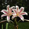 Crinum ×herbertii umbel, Jay Yourch Crinum ×herbertii umbel, Jay Yourch