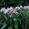 Crinum × herbertii, multiple blooming scapes, Jay Yourch