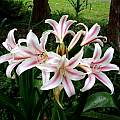 Crinum ×herbertii umbel, Alani Davis Crinum ×herbertii umbel, Alani Davis