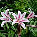 Crinum × herbertii umbel, Jay Yourch Crinum × herbertii umbel, Jay Yourch