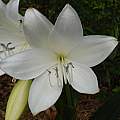 Closeup of Crinum jagus var. called rattrayi, Jay Yourch [Shift+click to enlarge, Click to go to wiki entry]