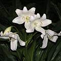 Crinum jagus var. called vanillodorum, Alani Davis Crinum jagus var. called vanillodorum, Alani Davis