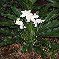 Crinum jagus var. called vanillodorum blooming plant, Alani Davis