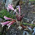 Crinum kirkii, Nhu Nguyen [Shift+click to enlarge, Click to go to wiki entry]
