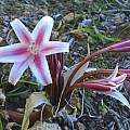Crinum kirkii, Nhu Nguyen Crinum kirkii, Nhu Nguyen