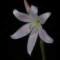 Crinum latifolium flower, Alani Davis [Shift+click to enlarge, Click to go to wiki entry]