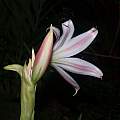 Crinum latifolium flower backs, Alani Davis Crinum latifolium flower backs, Alani Davis