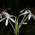 Crinum ligulatum umbel, Alani Davis Crinum ligulatum umbel, Alani Davis