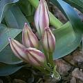 Crinum lugardiae striped buds, Angelo Porcelli [Shift+click to enlarge, Click to go to wiki entry]