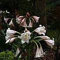 Crinum macowanii umbels, Alani Davis Crinum macowanii umbels, Alani Davis