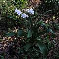 Crinum macowanii, Alani Davis Crinum macowanii, Alani Davis