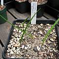 Seedlings of Crinum macowanii, Byron Amerson