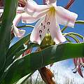 Crinum macowanii taken near Cathcart, Bob Rutemoeller Crinum macowanii taken near Cathcart, Bob Rutemoeller