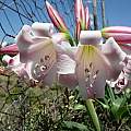 Closeup of Crinum macowanii, Cameron McMaster [Shift+click to enlarge, Click to go to wiki entry]