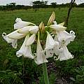 Crinum macowanii, Cameron McMaster Crinum macowanii, Cameron McMaster