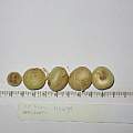 Crinum macowanii seeds, Byron Amerson Crinum macowanii seeds, Byron Amerson