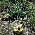 Crinum macowanii in seed taken near Cathcart, Bob Rutemoeller