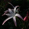 Closeup of Crinum mauritianum × C. lineare, Alani Davis [Shift+click to enlarge, Click to go to wiki entry]